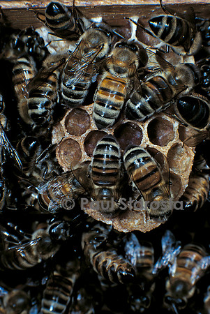 Apis mellifera (abeille) - cirières construisant un rayon