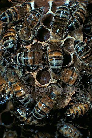 Apis mellifera (abeille) - cirières construisant un rayon