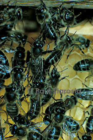 Apis mellifera (abeille) - cirières construisant un rayon