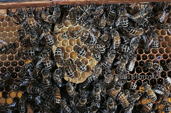 Apis mellifera (abeille) - cirières construisant un rayon