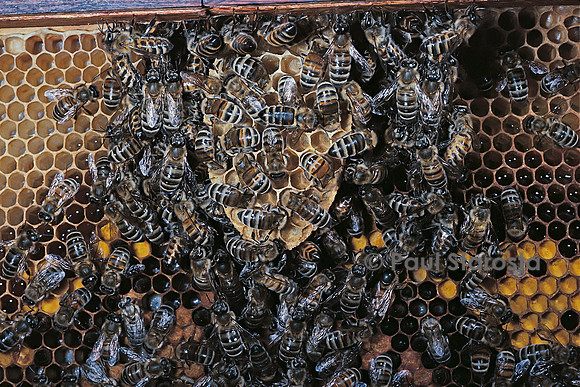Apis mellifera (abeille) - cirières construisant un rayon