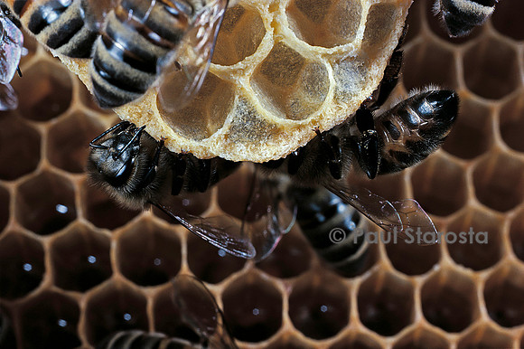 Apis mellifera (abeille) - cirières construisant un rayon