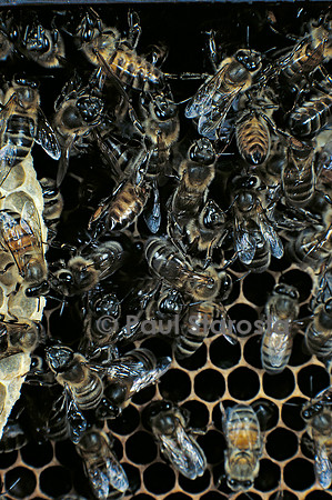 Apis mellifera (abeille) - cirières construisant un rayon