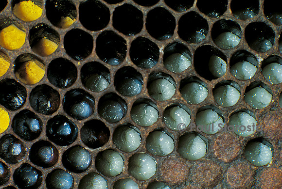 Apis mellifera (abeille) - couvain à différents stades