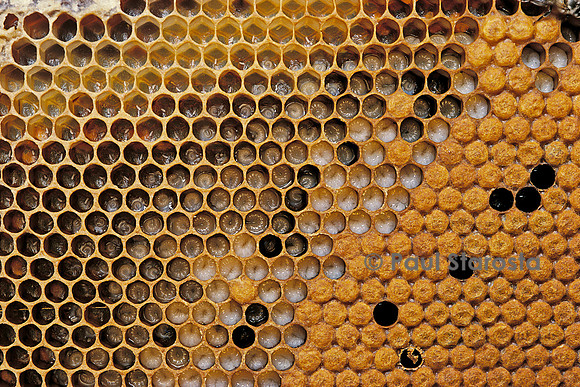 Apis mellifera (abeille) - couvain à différents stades