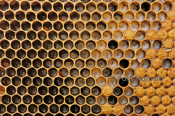 Apis mellifera (abeille) - couvain à différents stades