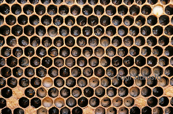 Apis mellifera (abeille) - couvain à différents stades
