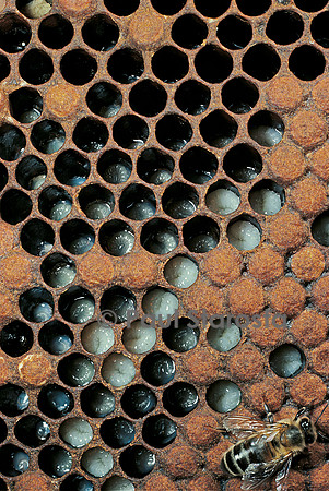 Apis mellifera (abeille) - couvain à différents stades
