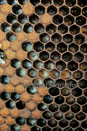 Apis mellifera (abeille) - couvain à différents stades