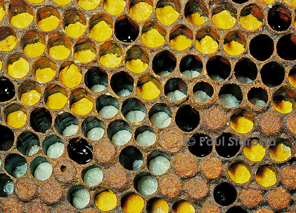 Apis mellifera (abeille) - couvain et pollen