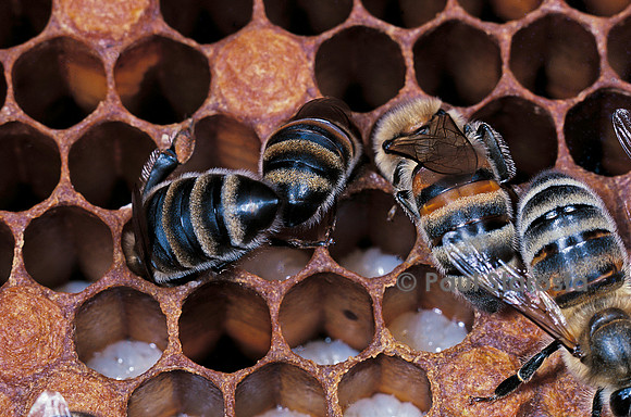 Apis mellifera (abeille) - nourrices