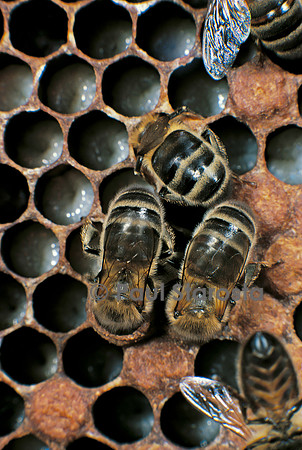 Apis mellifera (abeille) - nourrices