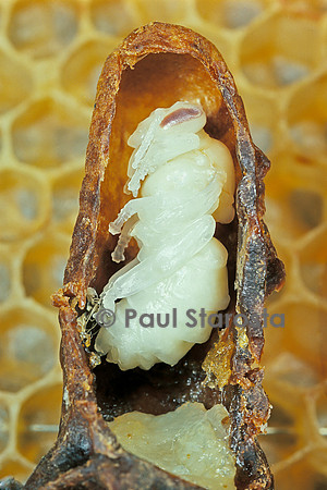 Apis mellifera (abeille) - Nymphe de reine dans sa cellule (coupe)