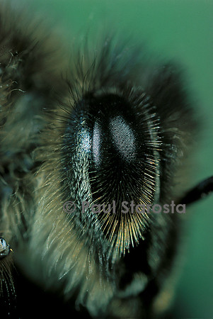 Apis mellifera (abeille) - œil