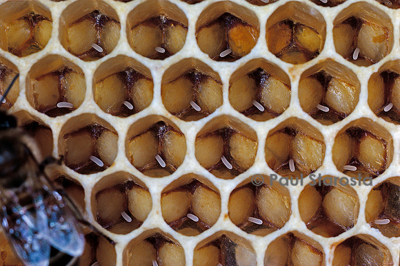Apis mellifera (abeille) - œufs dans les alvéoles