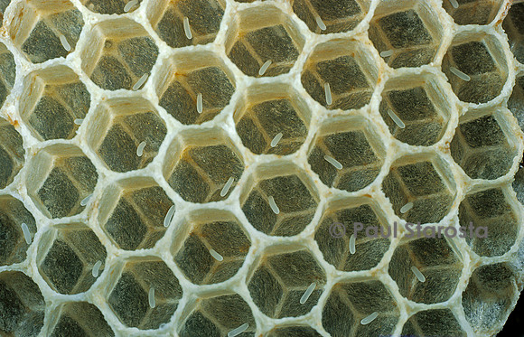 Apis mellifera (abeille) - œufs dans les alvéoles