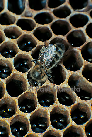 Apis mellifera (abeille) - déposant du miel dans les alvéoles