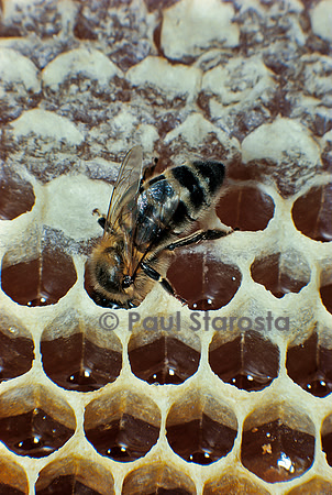 Apis mellifera (abeille) - déposant du miel dans les alvéoles