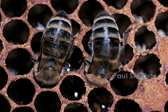 Apis mellifera (abeille) - déposant du miel dans les alvéoles