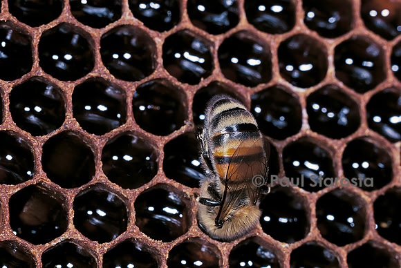 Apis mellifera (abeille) - déposant du miel dans les alvéoles