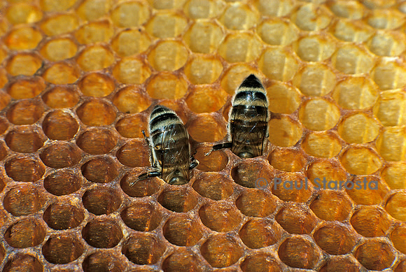 Apis mellifera (abeille) - déposant du miel dans les alvéoles