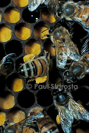 Apis mellifera (abeille) - déposant du pollen dans les alvéoles