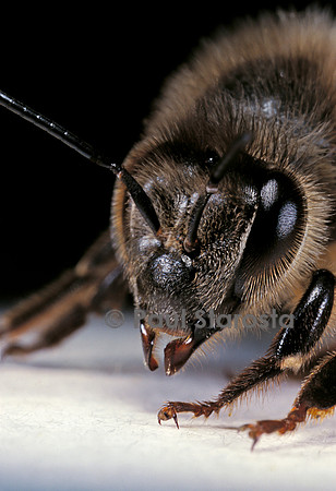 Apis mellifera (abeille) - détail de la tête