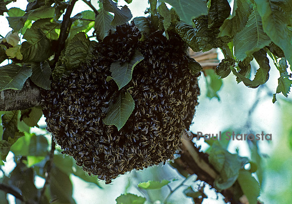 Apis mellifera (abeille) - essaim