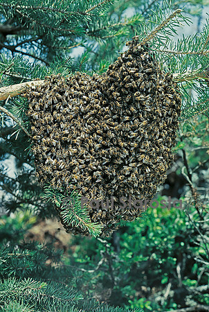 Apis mellifera (abeille) - essaim
