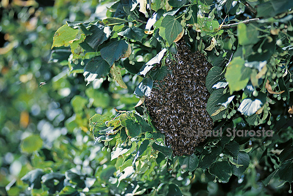 Apis mellifera (abeille) - essaim