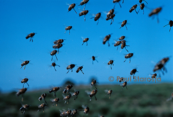 Apis mellifera (abeille) - essaim de mâles en vol