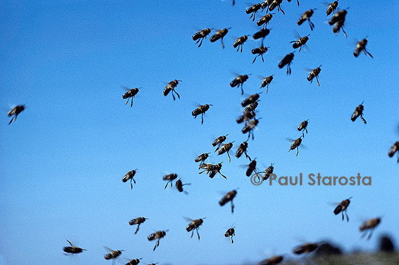 Apis mellifera (abeille) - essaim de mâles en vol