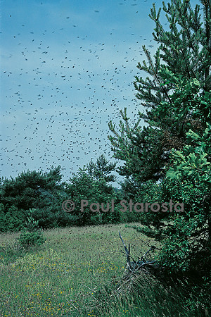 Apis mellifera (abeille) - essaim en vol