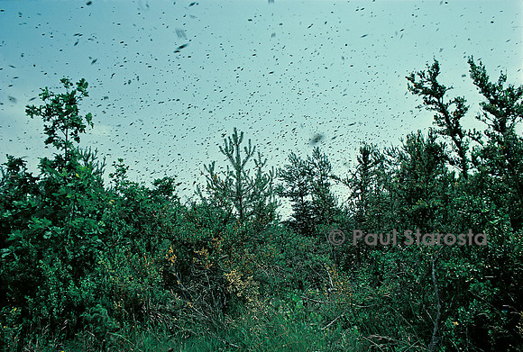 Apis mellifera (abeille) - essaim en vol