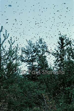 Apis mellifera (abeille) - essaim en vol