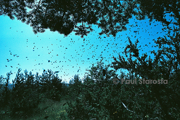 Apis mellifera (abeille) - essaim en vol