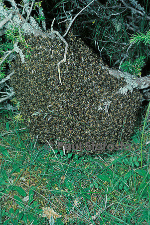 Apis mellifera (abeille) - essaim