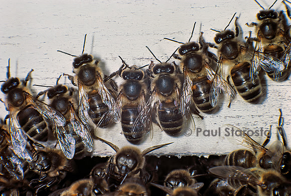 Apis mellifera (abeille) - gardiennes