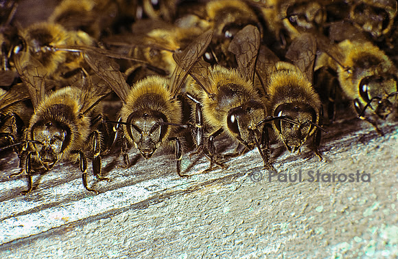 Apis mellifera (abeille) - gardiennes