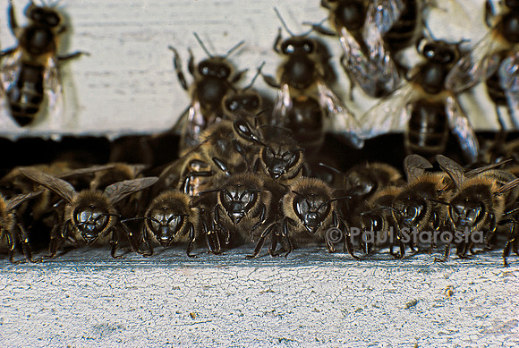 Apis mellifera (abeille) - gardiennes