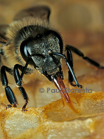 Apis mellifera (abeille) - langue