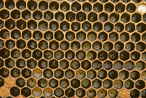 Apis mellifera (abeille) - larves à différents stades