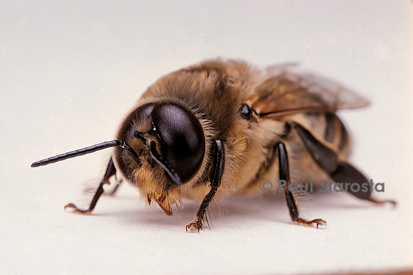 Apis mellifera (abeille) - mâle