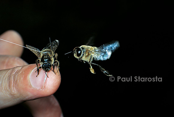 Apis mellifera (abeille) - mâle en vol attiré par une reine