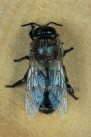 Apis mellifera (abeille) - mâle