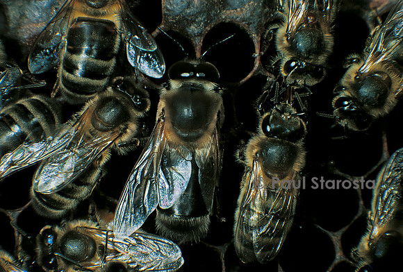 Apis mellifera (abeille) - mâle et ouvrières
