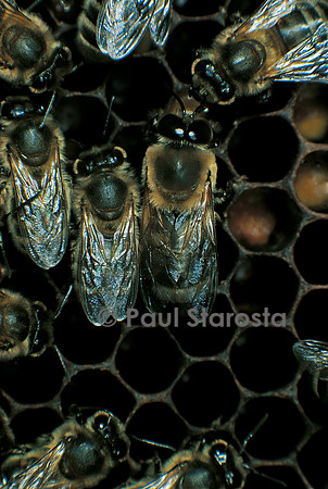 Apis mellifera (abeille) - mâle et ouvrières