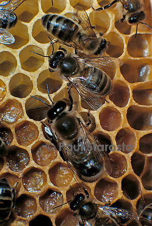 Apis mellifera (abeille) - mâle et ouvrières