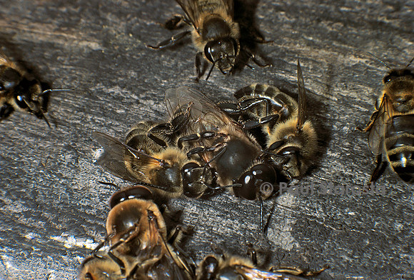 Apis mellifera (abeille) - massacre des mâles