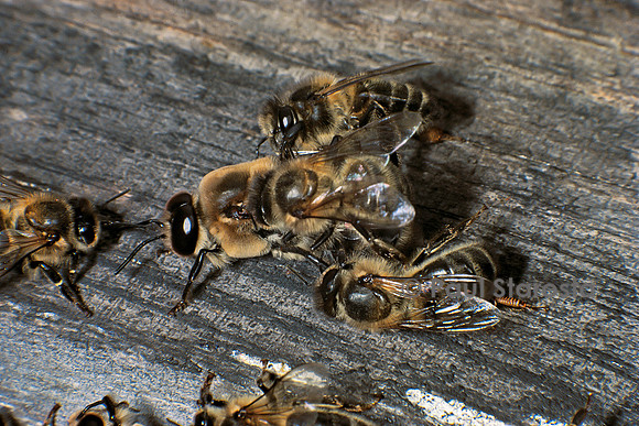 Apis mellifera (abeille) - massacre des mâles